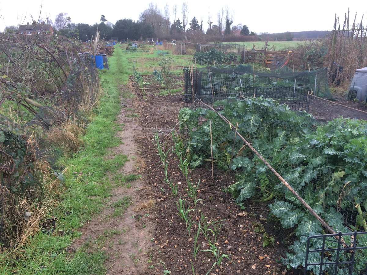 Tewin Allotment